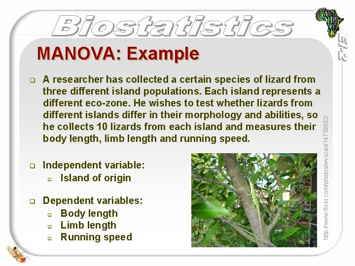 q A researcher has collected a certain species of lizard from three different island q A researcher has collected a certain species of lizard from three different island