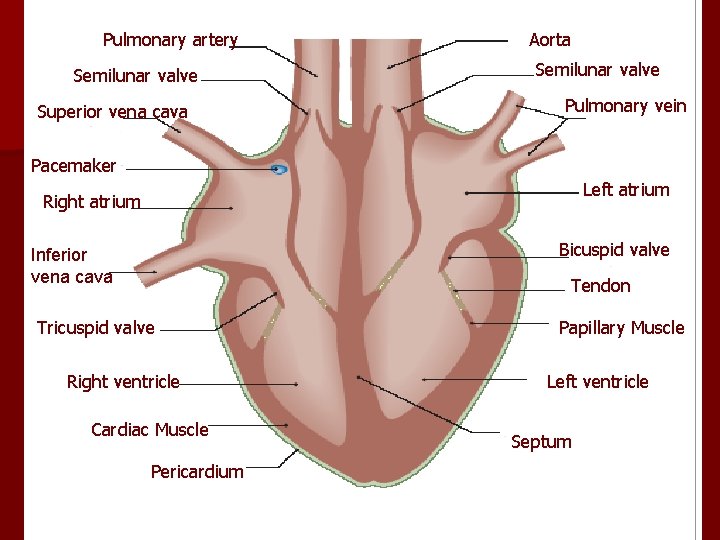 Pulmonary artery Semilunar valve Superior vena cava Aorta Semilunar valve Pulmonary vein Pacemaker Left