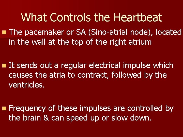 What Controls the Heartbeat n The pacemaker or SA (Sino-atrial node), located in the