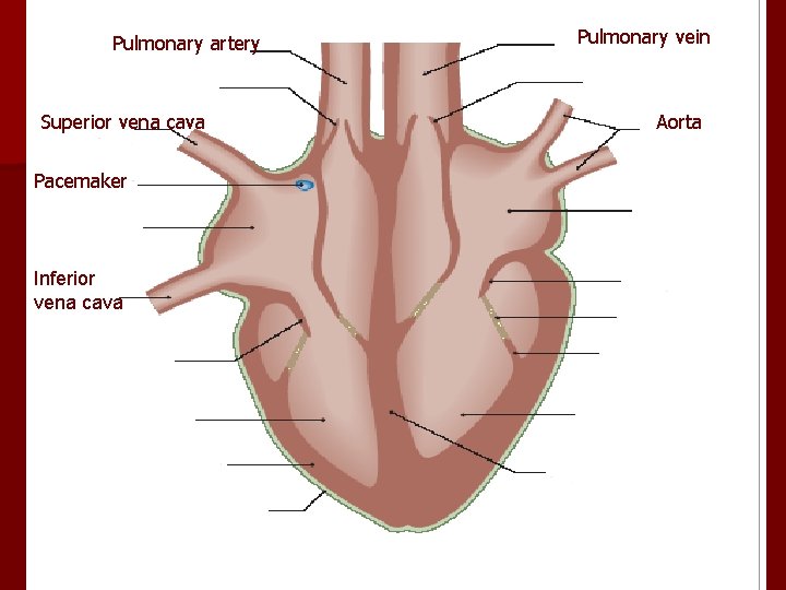 Pulmonary artery Superior vena cava Pacemaker Inferior vena cava Pulmonary vein Aorta 