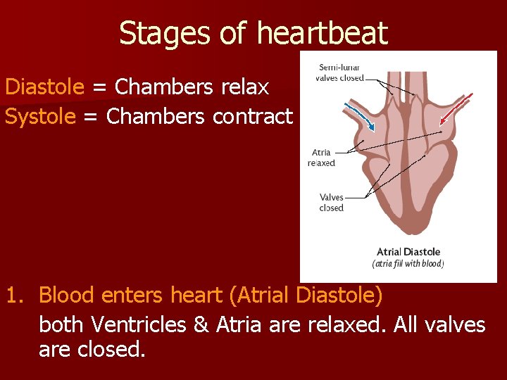 Stages of heartbeat Diastole = Chambers relax Systole = Chambers contract 1. Blood enters