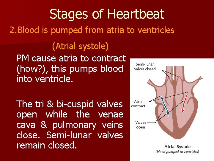 Stages of Heartbeat 2. Blood is pumped from atria to ventricles (Atrial systole) PM