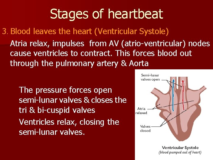 Stages of heartbeat 3. Blood leaves the heart (Ventricular Systole) Atria relax, impulses from