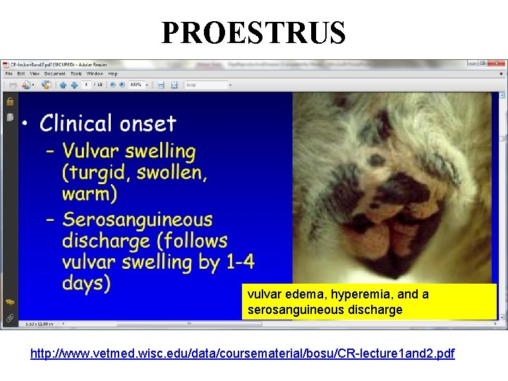 PROESTRUS vulvar edema, hyperemia, and a serosanguineous discharge http: //www. vetmed. wisc. edu/data/coursematerial/bosu/CR-lecture 1 PROESTRUS vulvar edema, hyperemia, and a serosanguineous discharge http: //www. vetmed. wisc. edu/data/coursematerial/bosu/CR-lecture 1