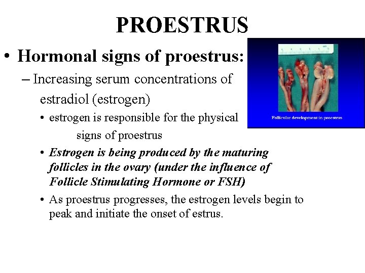 PROESTRUS • Hormonal signs of proestrus: – Increasing serum concentrations of estradiol (estrogen) • PROESTRUS • Hormonal signs of proestrus: – Increasing serum concentrations of estradiol (estrogen) •