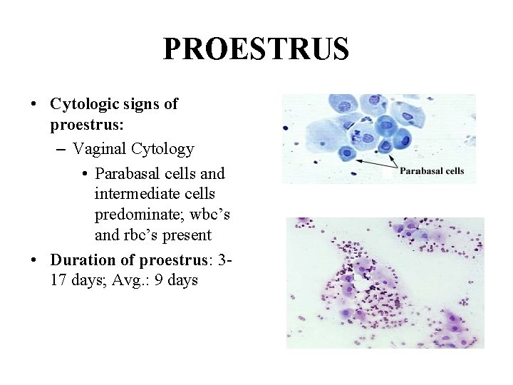 PROESTRUS • Cytologic signs of proestrus: – Vaginal Cytology • Parabasal cells and intermediate PROESTRUS • Cytologic signs of proestrus: – Vaginal Cytology • Parabasal cells and intermediate