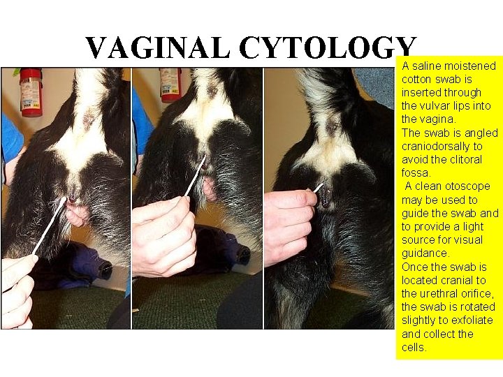 VAGINAL CYTOLOGY A saline moistened cotton swab is inserted through the vulvar lips into VAGINAL CYTOLOGY A saline moistened cotton swab is inserted through the vulvar lips into
