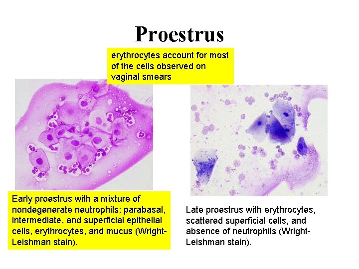 Proestrus erythrocytes account for most of the cells observed on vaginal smears Early proestrus Proestrus erythrocytes account for most of the cells observed on vaginal smears Early proestrus