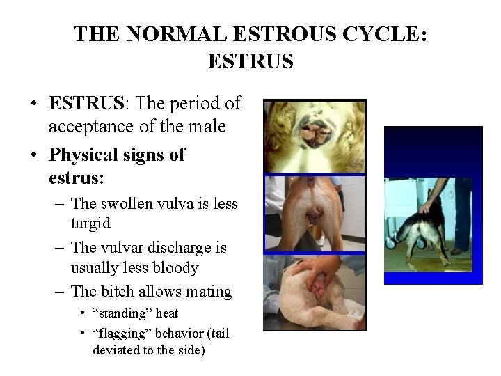THE NORMAL ESTROUS CYCLE: ESTRUS • ESTRUS: The period of acceptance of the male THE NORMAL ESTROUS CYCLE: ESTRUS • ESTRUS: The period of acceptance of the male