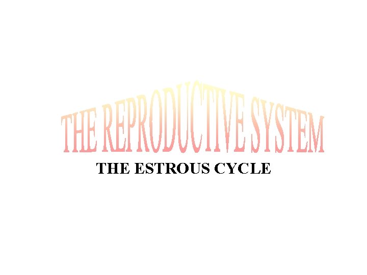 THE ESTROUS CYCLE THE ESTROUS CYCLE