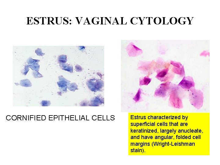ESTRUS: VAGINAL CYTOLOGY CORNIFIED EPITHELIAL CELLS Estrus characterized by superficial cells that are keratinized, ESTRUS: VAGINAL CYTOLOGY CORNIFIED EPITHELIAL CELLS Estrus characterized by superficial cells that are keratinized,