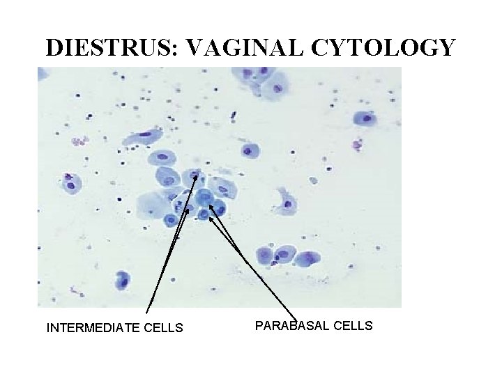 DIESTRUS: VAGINAL CYTOLOGY INTERMEDIATE CELLS PARABASAL CELLS DIESTRUS: VAGINAL CYTOLOGY INTERMEDIATE CELLS PARABASAL CELLS