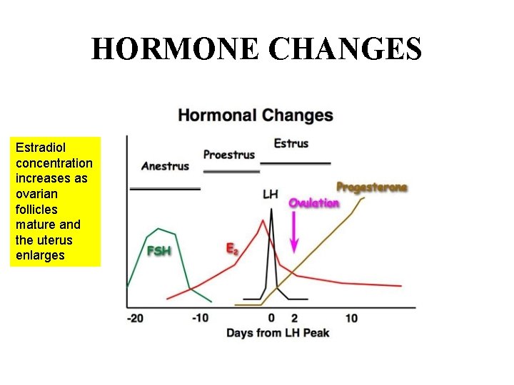 HORMONE CHANGES Estradiol concentration increases as ovarian follicles mature and the uterus enlarges HORMONE CHANGES Estradiol concentration increases as ovarian follicles mature and the uterus enlarges