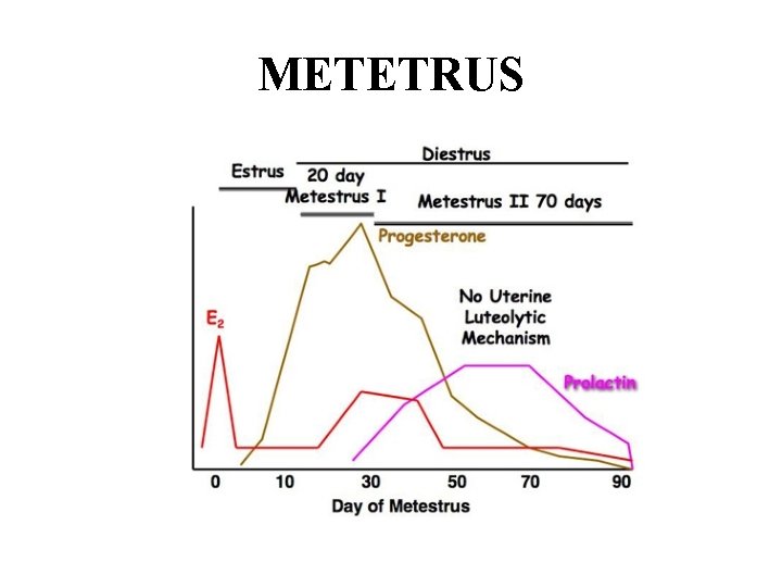 METETRUS METETRUS
