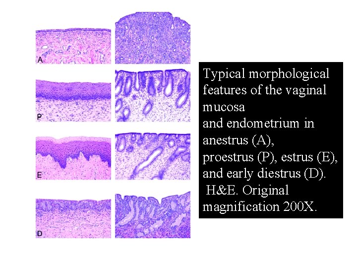 Typical morphological features of the vaginal mucosa and endometrium in anestrus (A), proestrus (P), Typical morphological features of the vaginal mucosa and endometrium in anestrus (A), proestrus (P),