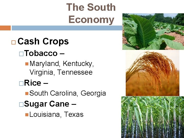 The South Economy Cash Crops �Tobacco – Maryland, Kentucky, Virginia, Tennessee �Rice – South