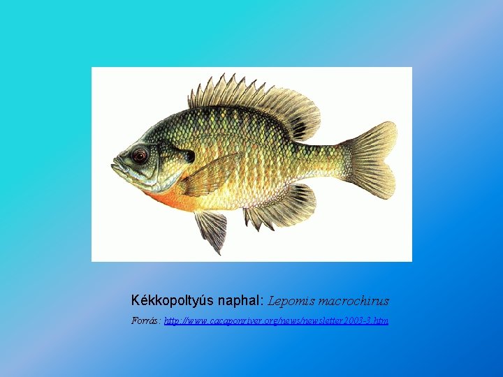 Kékkopoltyús naphal: Lepomis macrochirus Forrás: http: //www. cacaponriver. org/newsletter 2003 -3. htm 