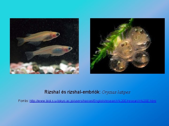 Rizshal és rizshal-embriók: Oryzias latipes Forrás: http: //www. biol. s. u-tokyo. ac. jp/users/hassei/English/research%20 E.