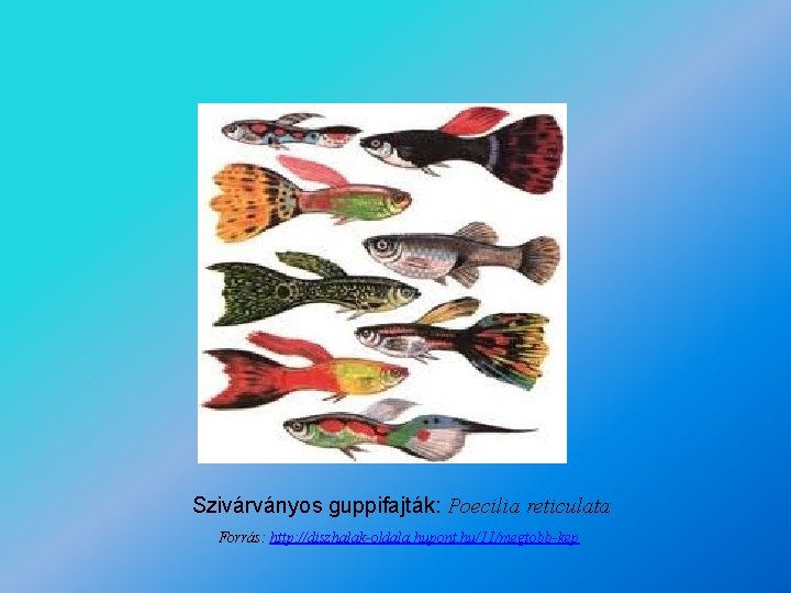 Szivárványos guppifajták: Poecilia reticulata Forrás: http: //diszhalak-oldala. hupont. hu/11/megtobb-kep 