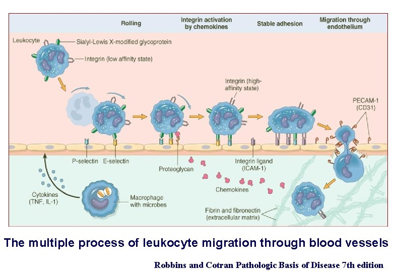 The multiple process of leukocyte migration through blood vessels Robbins and Cotran Pathologic Basis