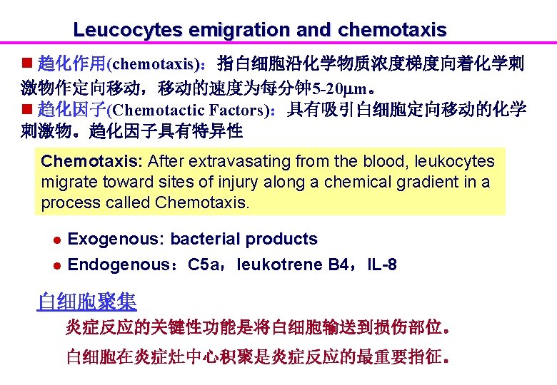 Leucocytes emigration and chemotaxis n 趋化作用(chemotaxis)：指白细胞沿化学物质浓度梯度向着化学刺 激物作定向移动，移动的速度为每分钟 5 -20 m。 n 趋化因子(Chemotactic Factors)：具有吸引白细胞定向移动的化学 刺激物。趋化因子具有特异性