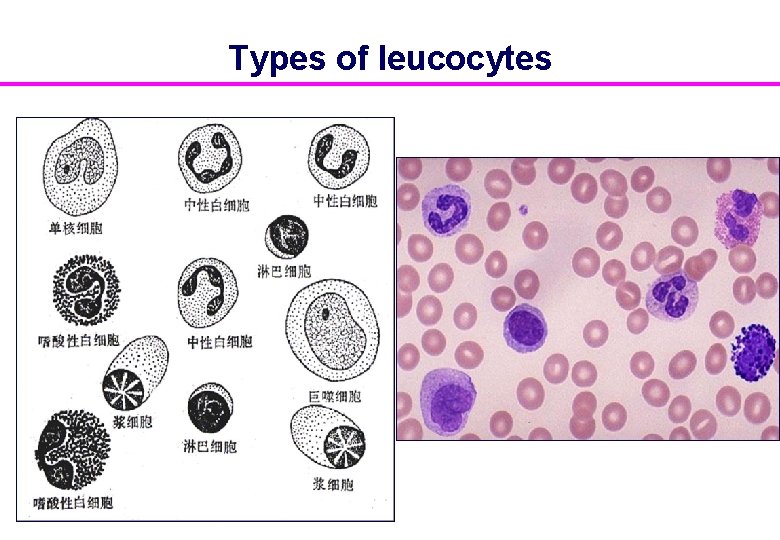 Types of leucocytes 