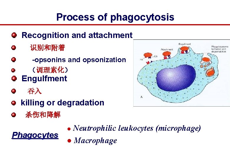 Process of phagocytosis Recognition and attachment 识别和附着 -opsonins and opsonization （调理素化） Engulfment 吞入 killing
