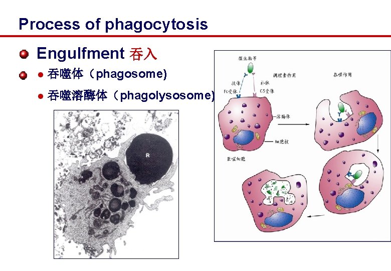Process of phagocytosis Engulfment 吞入 l 吞噬体（phagosome) l 吞噬溶酶体（phagolysosome) 