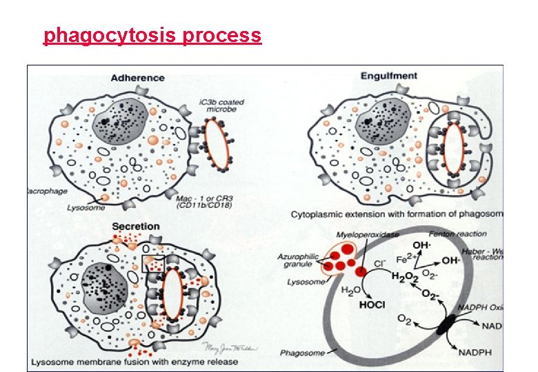 phagocytosis process 