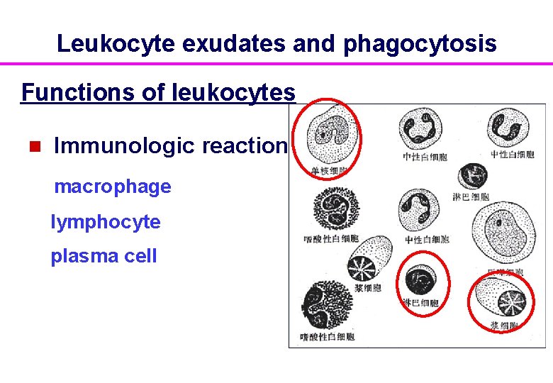 Leukocyte exudates and phagocytosis Functions of leukocytes n Immunologic reaction macrophage lymphocyte plasma cell