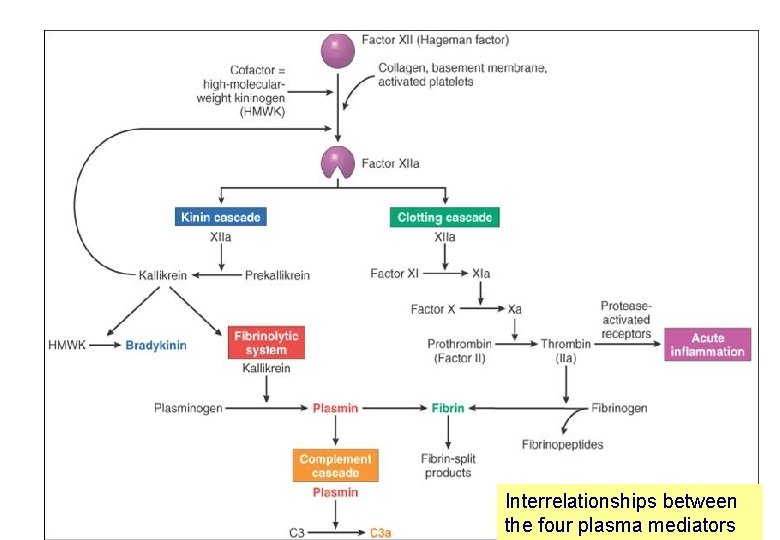 Interrelationships between the four plasma mediators 