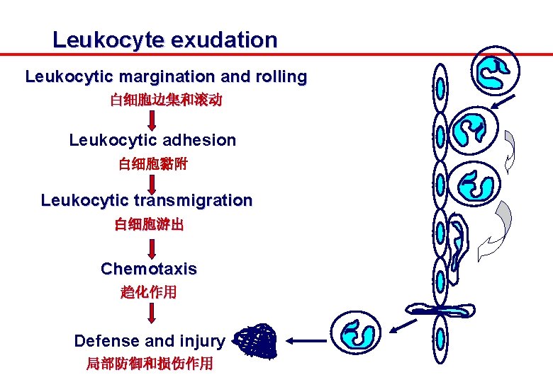 Leukocyte exudation Leukocytic margination and rolling 白细胞边集和滚动 Leukocytic adhesion 白细胞黏附 Leukocytic transmigration 白细胞游出 Chemotaxis