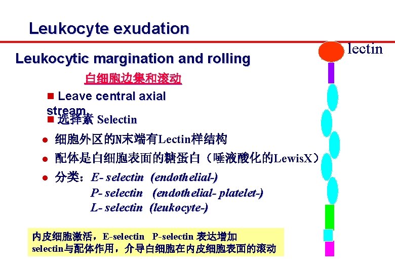 Leukocyte exudation Leukocytic margination and rolling 白细胞边集和滚动 n Leave central axial stream n 选择素