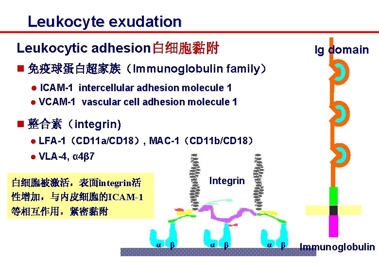 Leukocyte exudation Leukocytic adhesion白细胞黏附 Ig domain n 免疫球蛋白超家族（Immunoglobulin family） l ICAM-1 intercellular adhesion molecule