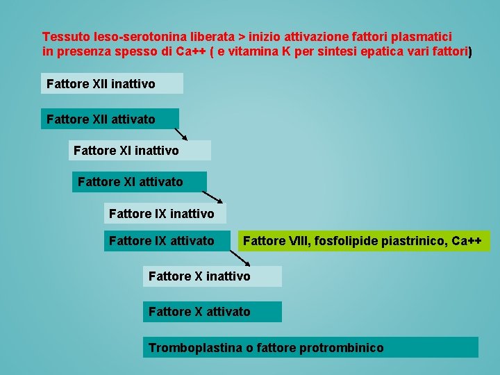 Tessuto leso-serotonina liberata > inizio attivazione fattori plasmatici in presenza spesso di Ca++ ( Tessuto leso-serotonina liberata > inizio attivazione fattori plasmatici in presenza spesso di Ca++ (