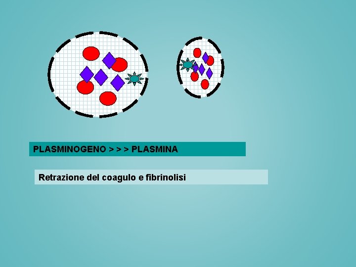 PLASMINOGENO > > > PLASMINA Retrazione del coagulo e fibrinolisi PLASMINOGENO > > > PLASMINA Retrazione del coagulo e fibrinolisi