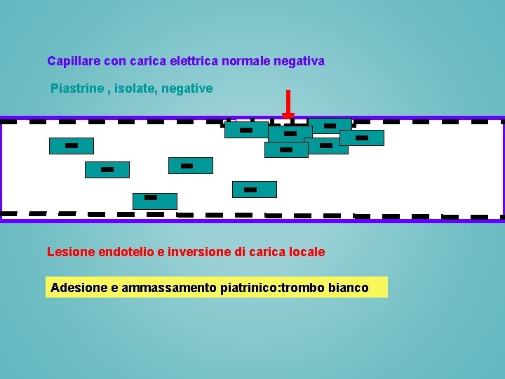 Capillare con carica elettrica normale negativa Piastrine , isolate, negative Lesione endotelio e inversione