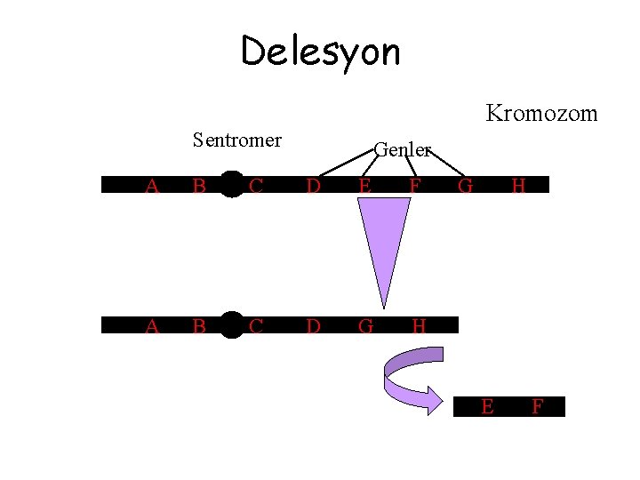 Delesyon Kromozom Sentromer Genler A B C D E F A B C D