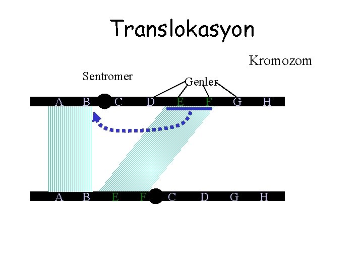 Translokasyon Kromozom Sentromer A B C A B E Genler D F E C