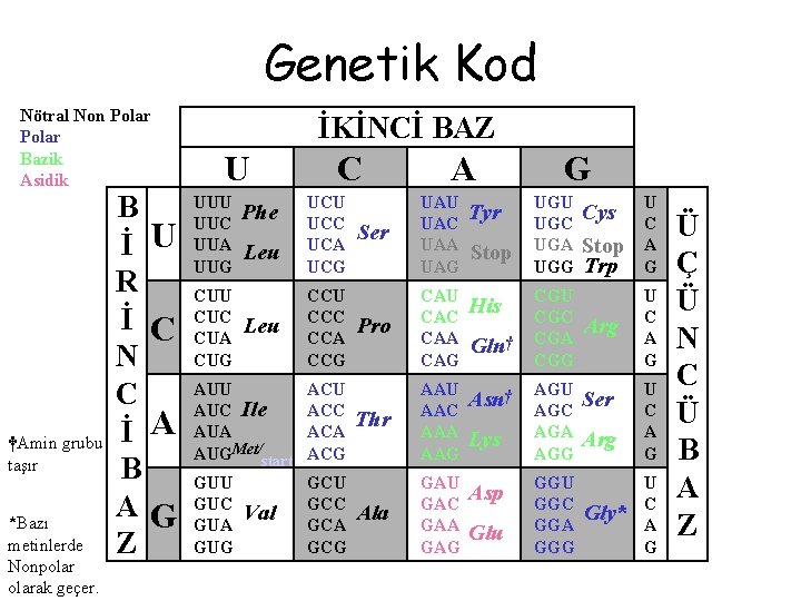 Genetik Kod Nötral Non Polar Bazik Asidik †Amin grubu taşır *Bazı metinlerde Nonpolarak geçer.