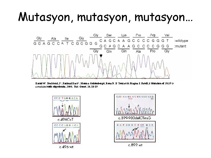Mutasyon, mutasyon… David W. Stockton 1, 2*, Parimal Das 3*, Monica Goldenberg 4, Rena