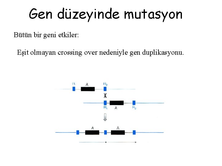 Gen düzeyinde mutasyon Bütün bir geni etkiler: Eşit olmayan crossing over nedeniyle gen duplikasyonu.