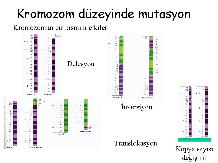 Kromozom düzeyinde mutasyon Kromozomun bir kısmını etkiler: Delesyon İnversiyon Translokasyon Kopya sayısı değişimi 