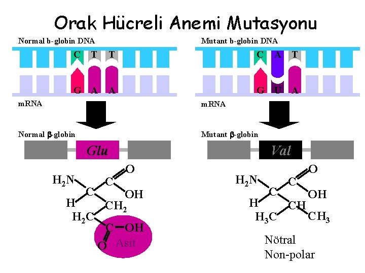 Orak Hücreli Anemi Mutasyonu Normal b-globin DNA C Mutant b-globin DNA T T C
