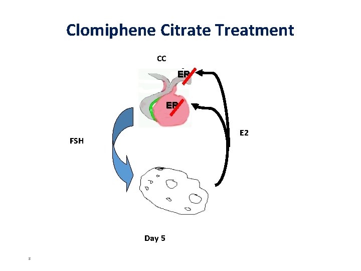Clomiphene Citrate Treatment CC ER ER E 2 FSH Day 5 8 