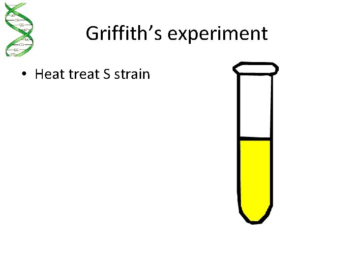 Griffith’s experiment • Heat treat S strain 