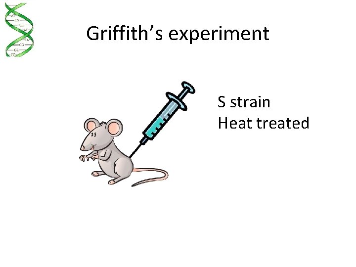 Griffith’s experiment S strain Heat treated 