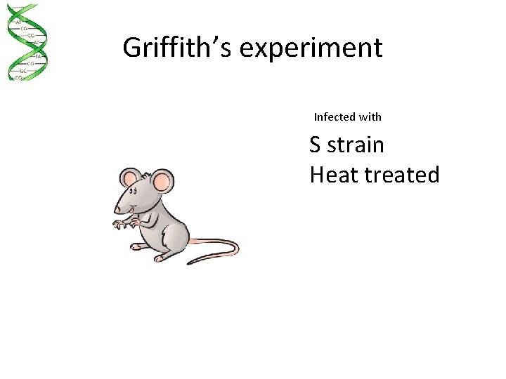 Griffith’s experiment Infected with S strain Heat treated 