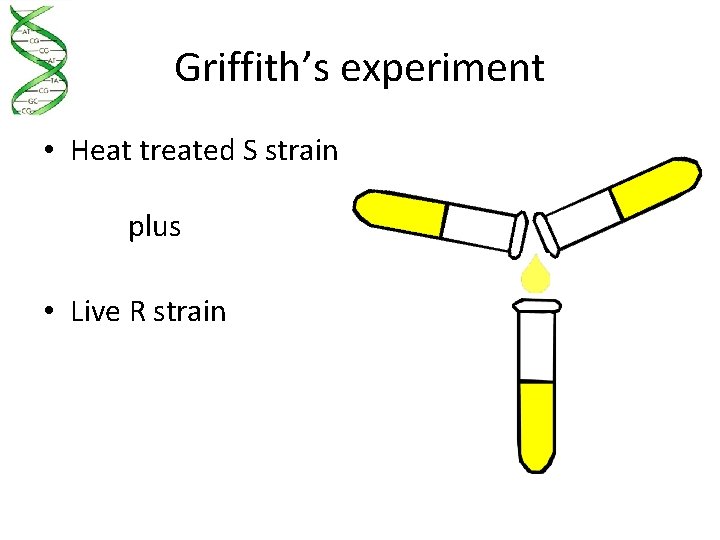 Griffith’s experiment • Heat treated S strain plus • Live R strain 