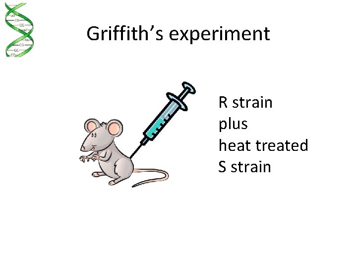Griffith’s experiment R strain plus heat treated S strain 